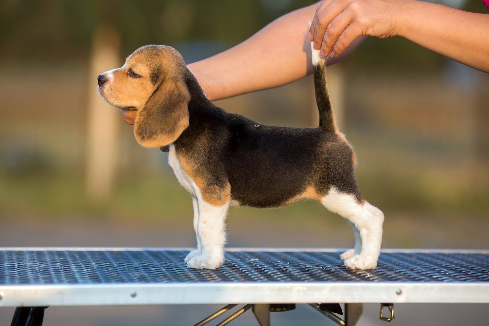 бігль чемпіон